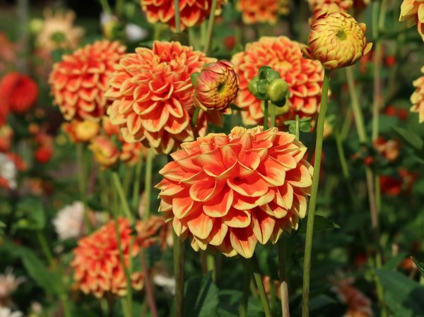 Services de plomberie à balma : solutions rapides et efficaces